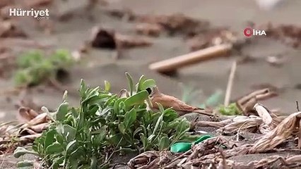  Çöl Kulaklı Toygarı kuşu Türkiye'de ilk kez Hatay'da gözlemlendi