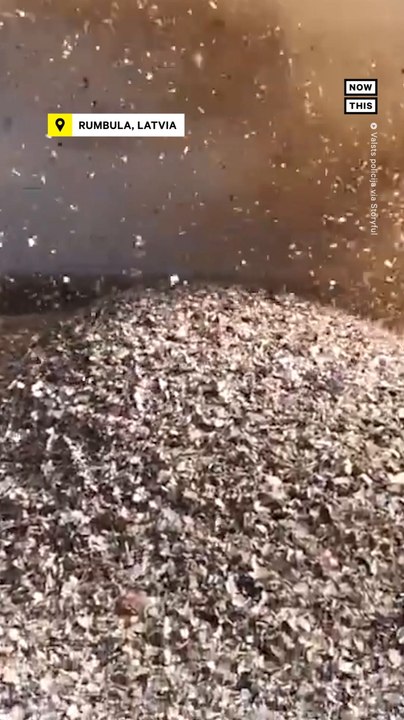 Latvia Destroys 2.1M Illegal Cigarettes Worth $217k