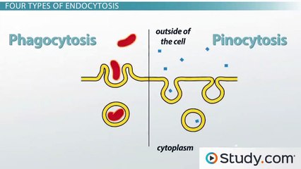 Endocytosis and Exocytosis Across the Cell Membrane