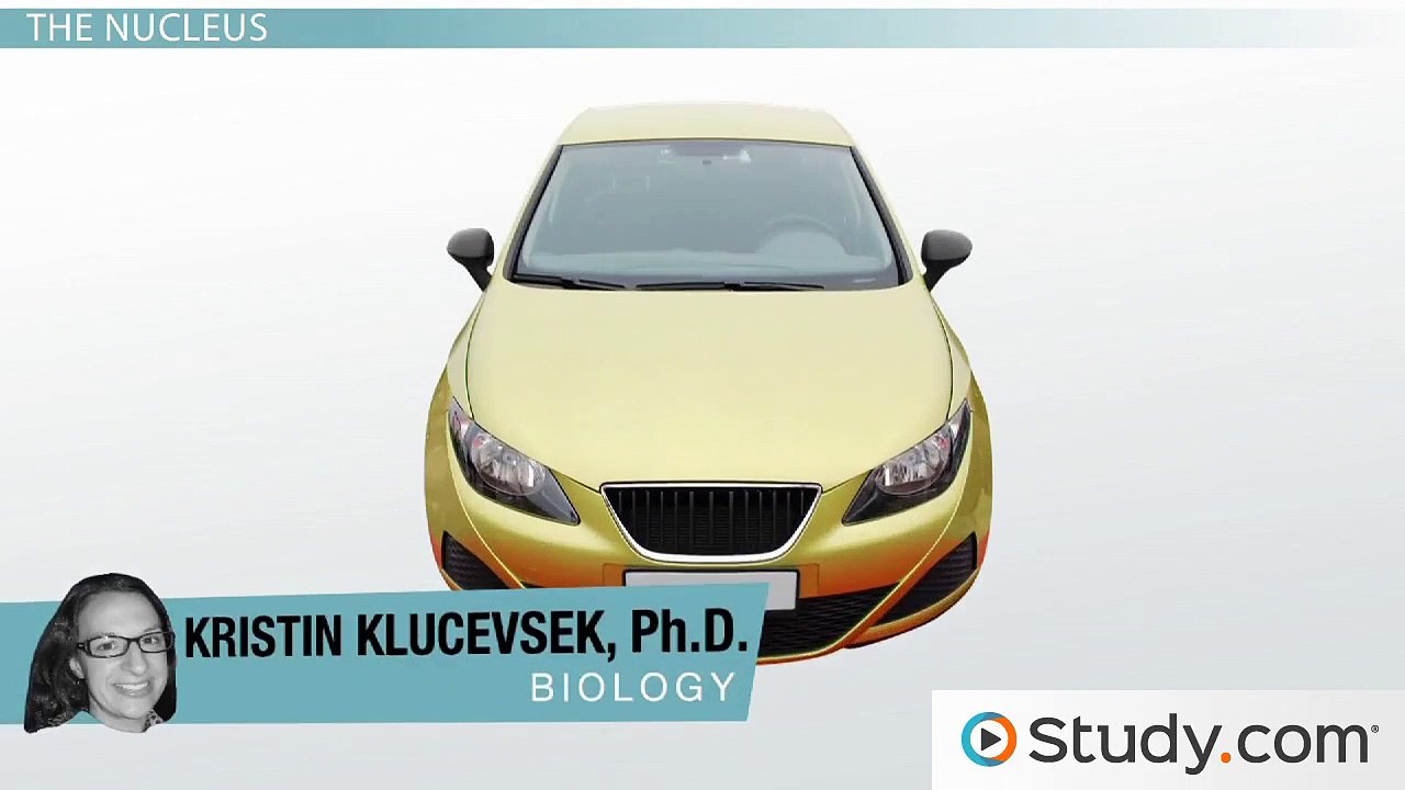Structure of the Nucleus- Nucleolus, Nuclear Membrane, and Nuclear Pores -