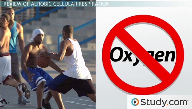 Lactic Acid & Alcoholic Fermentation- Comparison, Contrast & Examples