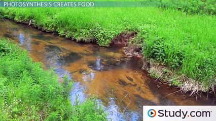 Chlorophyll- Absorbing Light Energy for Photosynthesis