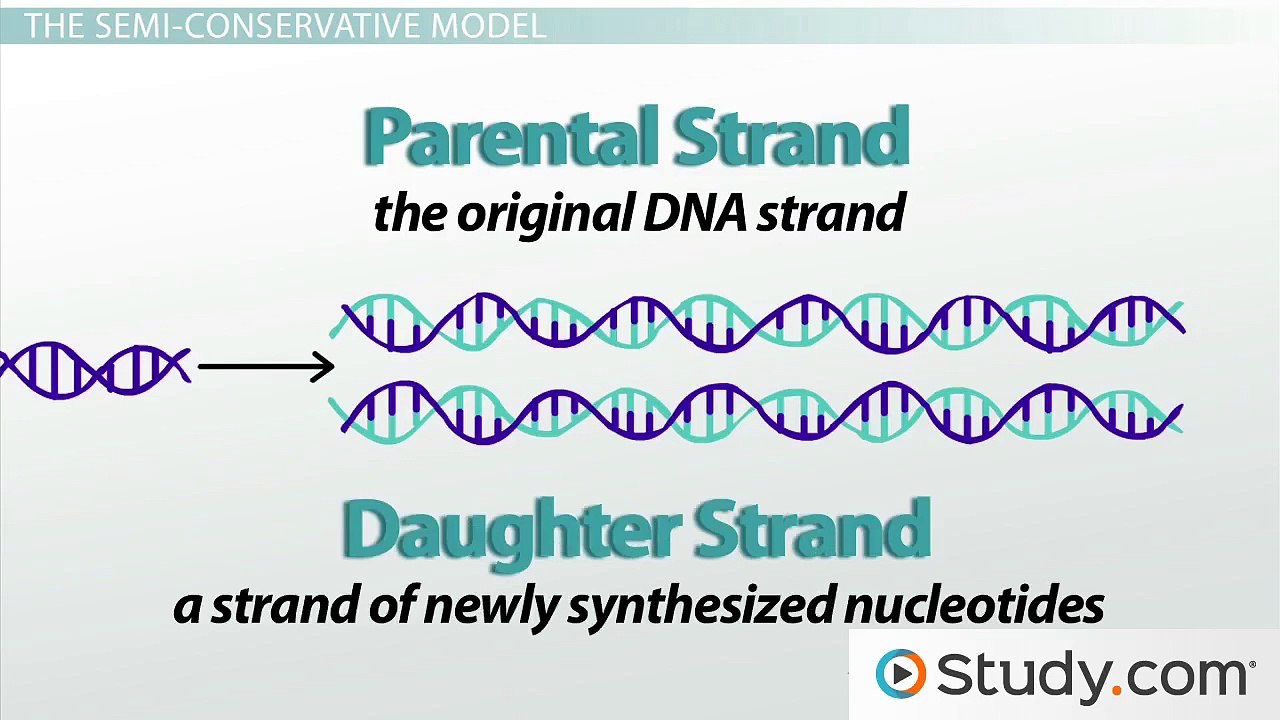 How Helicase Unwinds the DNA Double Helix in Preparation for Replication