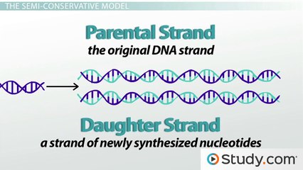 How Helicase Unwinds the DNA Double Helix in Preparation for Replication