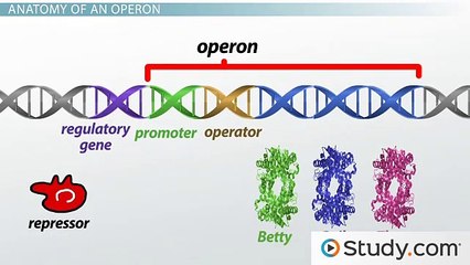 How An Operon Controls Transcription in a Prokaryotic Cell -