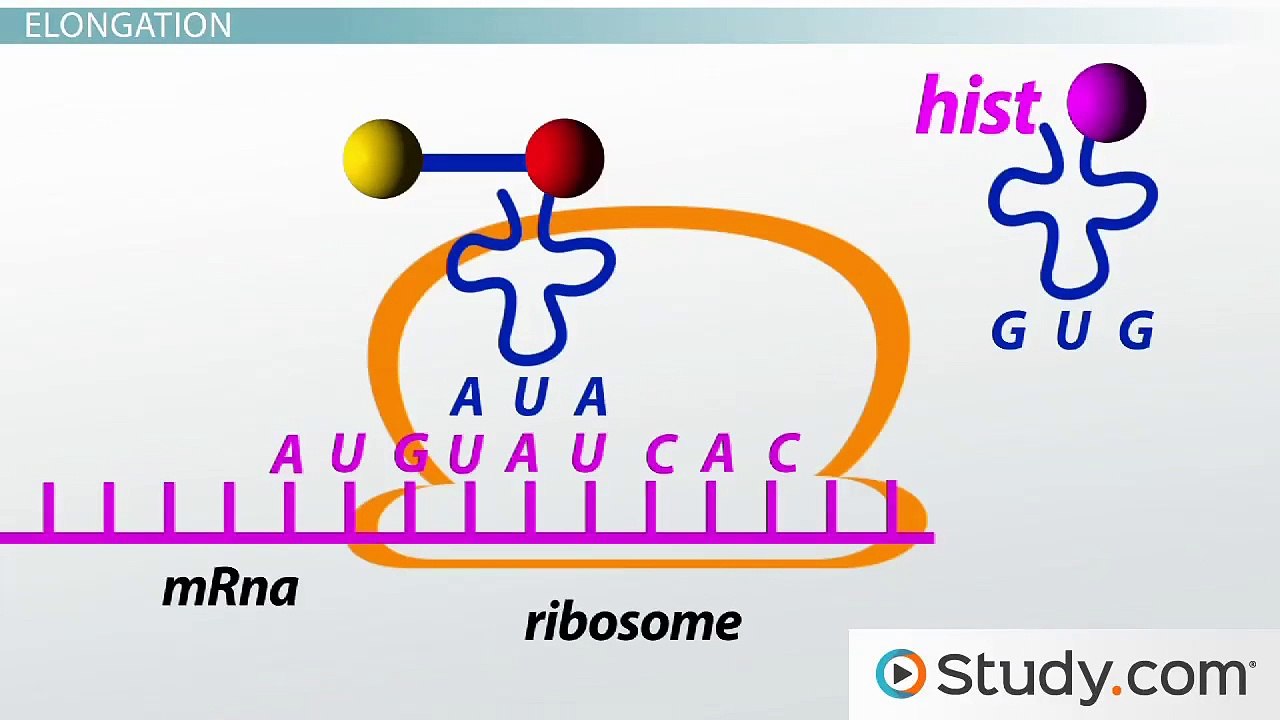 Translation of mRNA to Protein- Initiation, Elongation & Termination Steps -