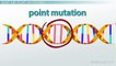 Point Mutations in DNA- Types, Diseases & Examples