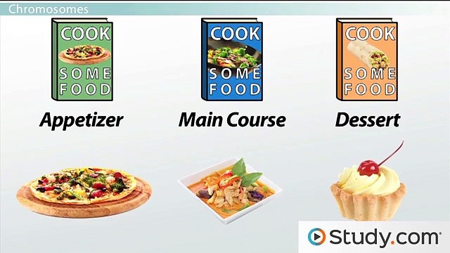 Basic Genetics- The Genome & Chromosomes
