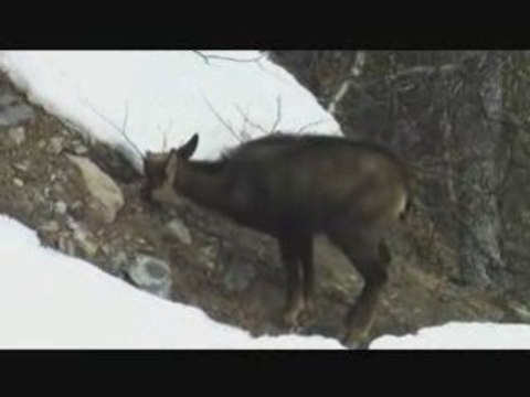 Jeune chamois cherchant sa nourriture écrins