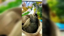 Videos Graciosos y Cortos de Animales  Recopilación de los Mejores Videos de Gatos y Perros