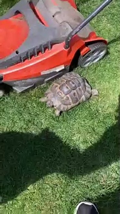 Tommy Shellby the Tortoise Headbutts Anyone in His Garden