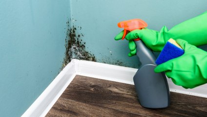 5 Tips for Banishing Mold from Your Home