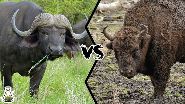 Which is more powerful: the CAPE BUFFALO or the AMERICAN BISON?