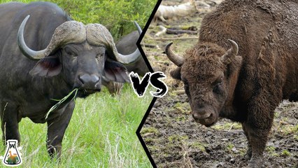Which is more powerful: the CAPE BUFFALO or the AMERICAN BISON?
