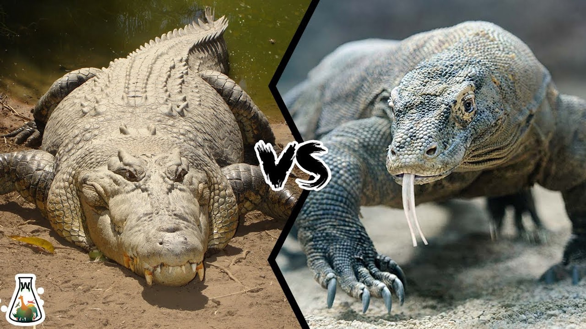 Which is the strongest: the crocodile or the komodo dragon? - video  Dailymotion