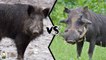 Who would win a fight between a wild boar and a warthog?