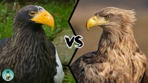 WHITE-TAILED EAGLE VS. STELLER'S SEA EAGLE - In a battle, who would win?
