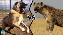 Who would win in a fight between a Turkish Kangal and a Spotted Hyena?