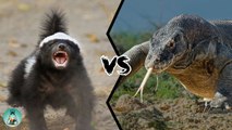 WHO WILL WIN THE BATTLE BETWEEN HONEY BADGER AND KOMODO DRAGON?