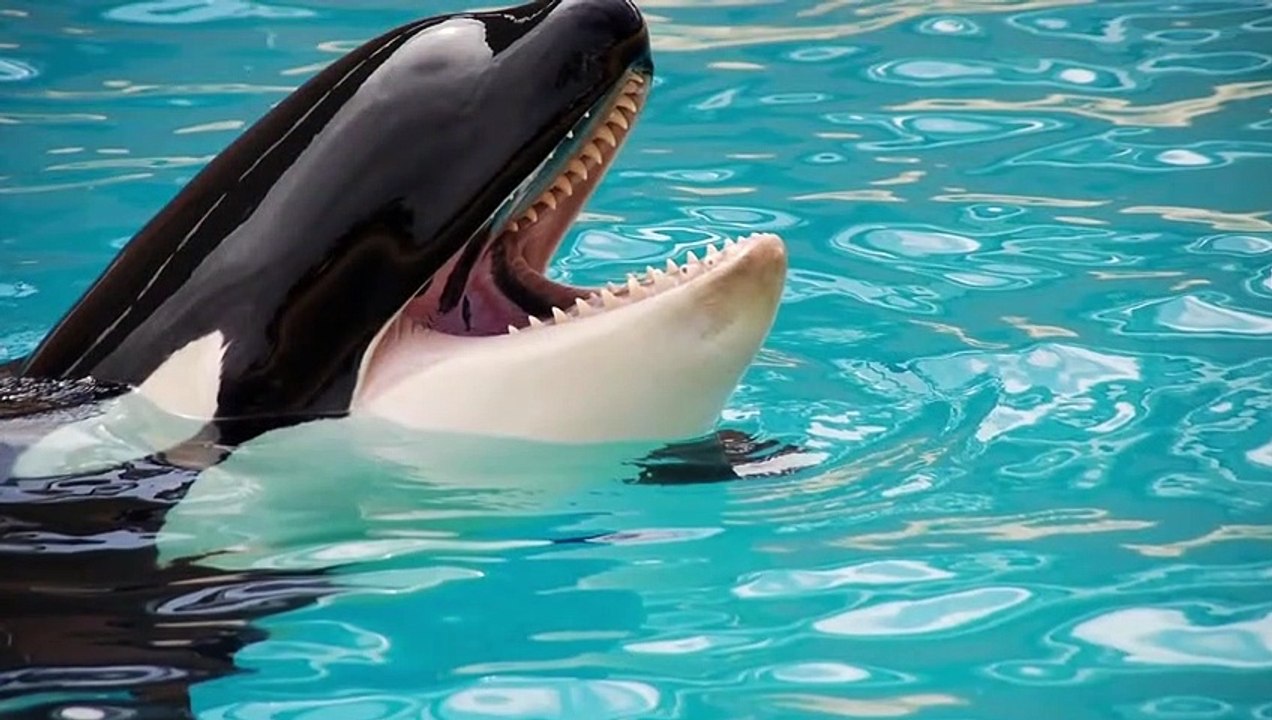 Which is the strongest: the SIBERIAN TIGER or the GRIZZLY BEAR?