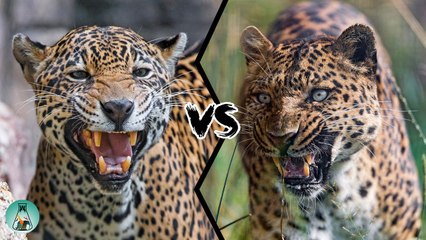 PART II: JAGUAR VS. LEOPARD: WHO WOULD WIN?