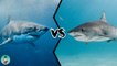 Which is the strongest: the GREAT WHITE SHARK or the TIGER SHARK?