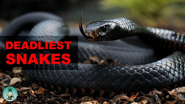 THE MOST VENOMOUS SNAKES In The World