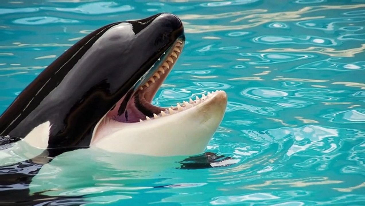 5 Deadly Apex Predators in the Sea - video Dailymotion