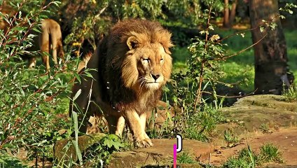 Why do lions like in packs?