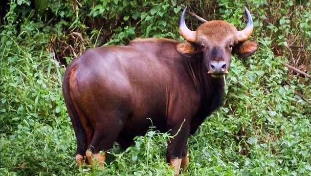 AMERICAN BISON VS INDIAN GAUR - Which is stronger