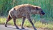 CHEETAH VS SPOTTED HYENA - Who Would Win This Battle