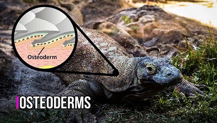 ANACONDA VS KOMODO DRAGON - Who Would Win