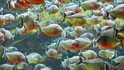 5 Deadliest Animals In The Amazon