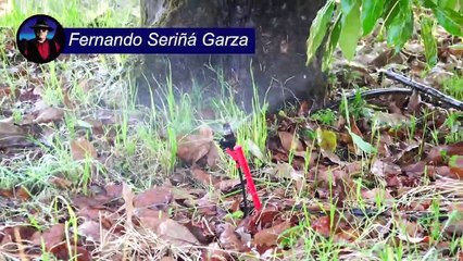 Huerta orgánica en Michoacán | Conexión Milenio