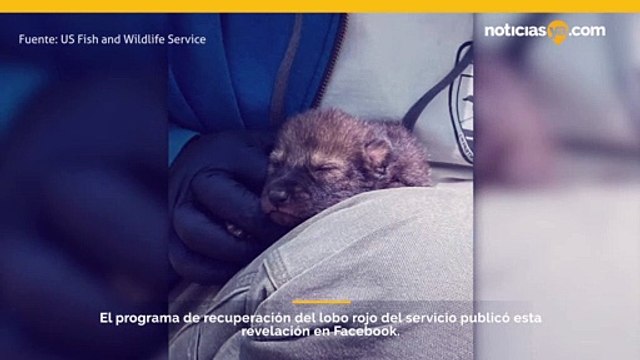 Red Wolf Recovery Program anuncia la llegada de su primera camada de lobos rojos nacidos en la naturaleza desde 2018.