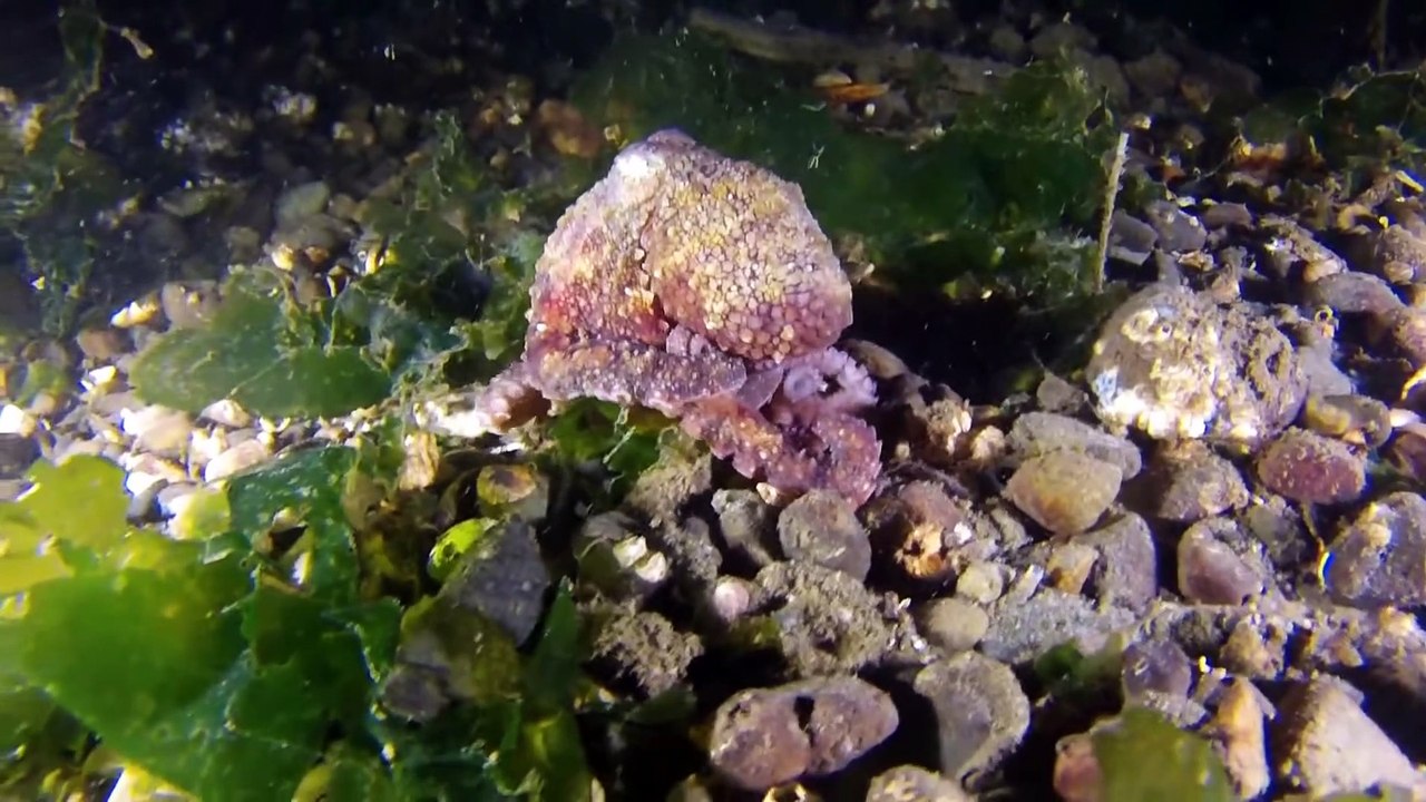 15,000 Perfectly Circular Holes Appeared on the Ocean Floor off the California Coast