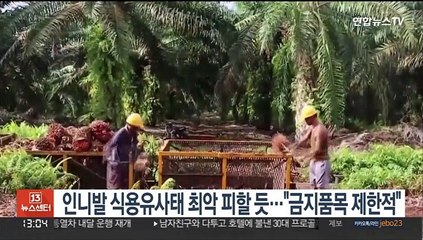 인니발 식용유사태 최악 피할 듯…"금지품목 제한적"