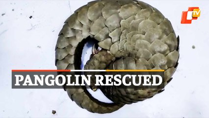 WATCH | Pangolin Rescued From Smuggler, 1 Person Arrested