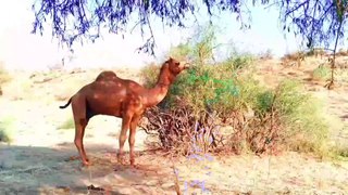 Camel | Life of Camel