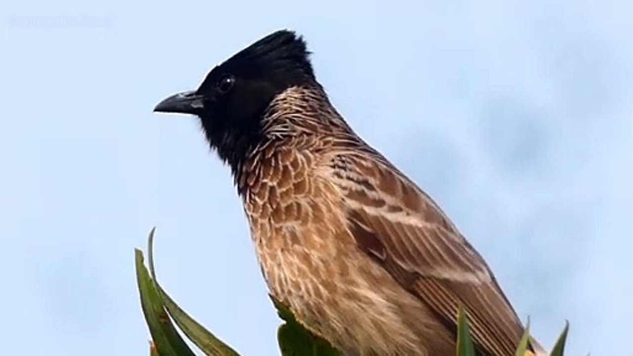 Red Vented bulbul
