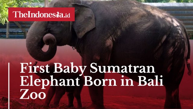 First Baby Sumatran Elephant Born in Bali Zoo