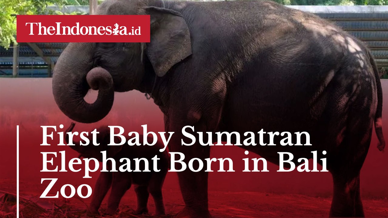 First Baby Sumatran Elephant Born in Bali Zoo