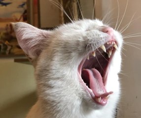 Tahran'da canlı kedi müzesi büyük ilgi görüyor