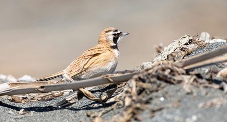 Toz taşınımı Türkiye’ye yeni kuş türü getirdi