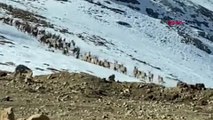 Kaçak avcılık engellendi, dağ keçileri ilk kez bu kadar kalabalık görüntülendi