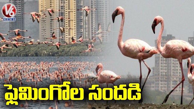 Migratory Flamingos , Seagulls Arrive At Seawoods | Navi Mumbai | V6 News