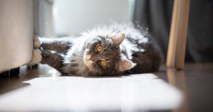 États-Unis : le Maryland devient le deuxième État américain à interdire le dégriffage des chats