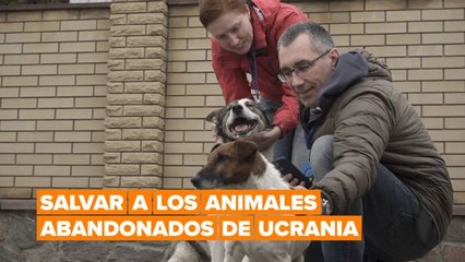 La patrulla que salva a los animales abandonados por la guerra en Ucrania