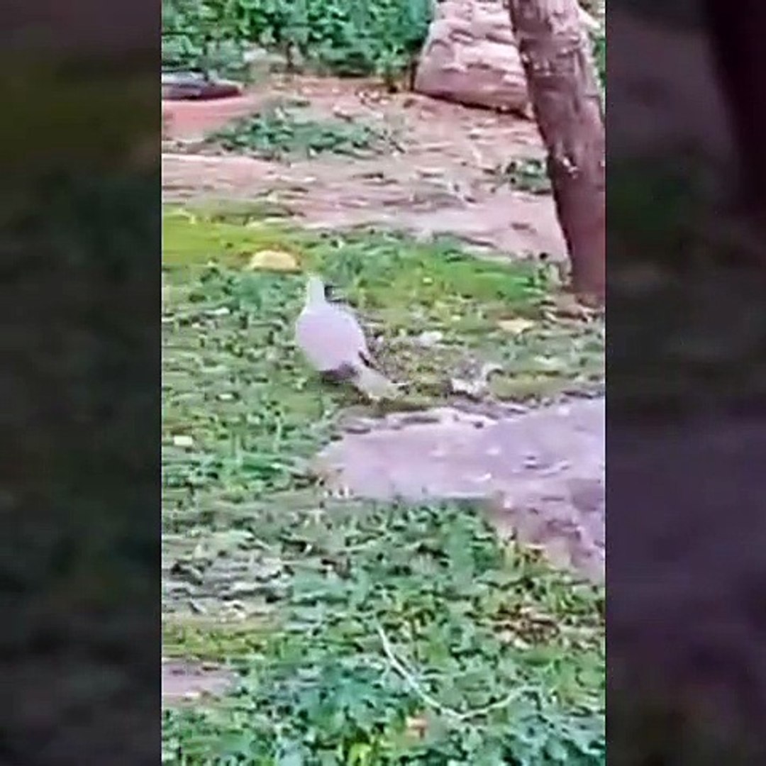 ⁣Cat cat cat funny
