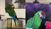'Artist uses her pet macaws as live models for painting *THEY COULDN'T STAY STILL!*'